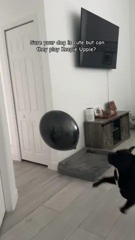 Nearly eight years old but he still likes to have fun 🥹🎈 #dogsoftiktok #pitbullsoftiktok #dogtok 