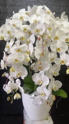 Hai Sahabat florist jakarta selatan semoga sehat selalu ya😊 Salam bahagia😊 Terima kasih sudah mempercayakan florist_jakartaselatan24jam Bunga untuk menyampaikan #beautifulmessage-mu, semoga selalu diberikan kesehatan dan kelancaran rezeki. 🙏🙏🙏 🌺 Rangkaian Bunga Papan 🌹 Menerima Pesanan Karangan Bunga WA (1) 085810097405 Klik link di bio ya #tokobungajakarta #tokobungajaksel #floristjakarta