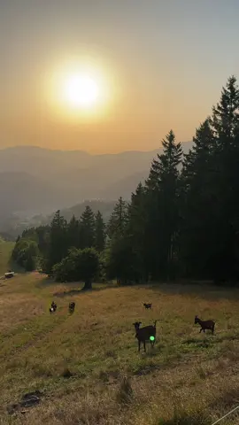 Meet some friends  #friends #animalsoftiktok #ziege #bauernhof #naturelover #purenature #tree #fyp #blackforest #goat #cuteanimals #farmanimal #field #landscape #sunset #eveningroutine #eveningwalk #hi #Love #naturpur #goatsoftiktok #beautifulscenery #landschaft #sonnenuntergang 