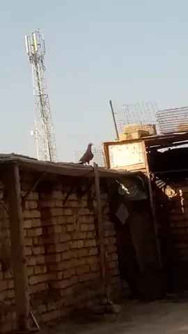 بعنا الحلال ورجع بس هو نسل جناي عراقي والله بطل هذا الطير ردوا لنا نسل