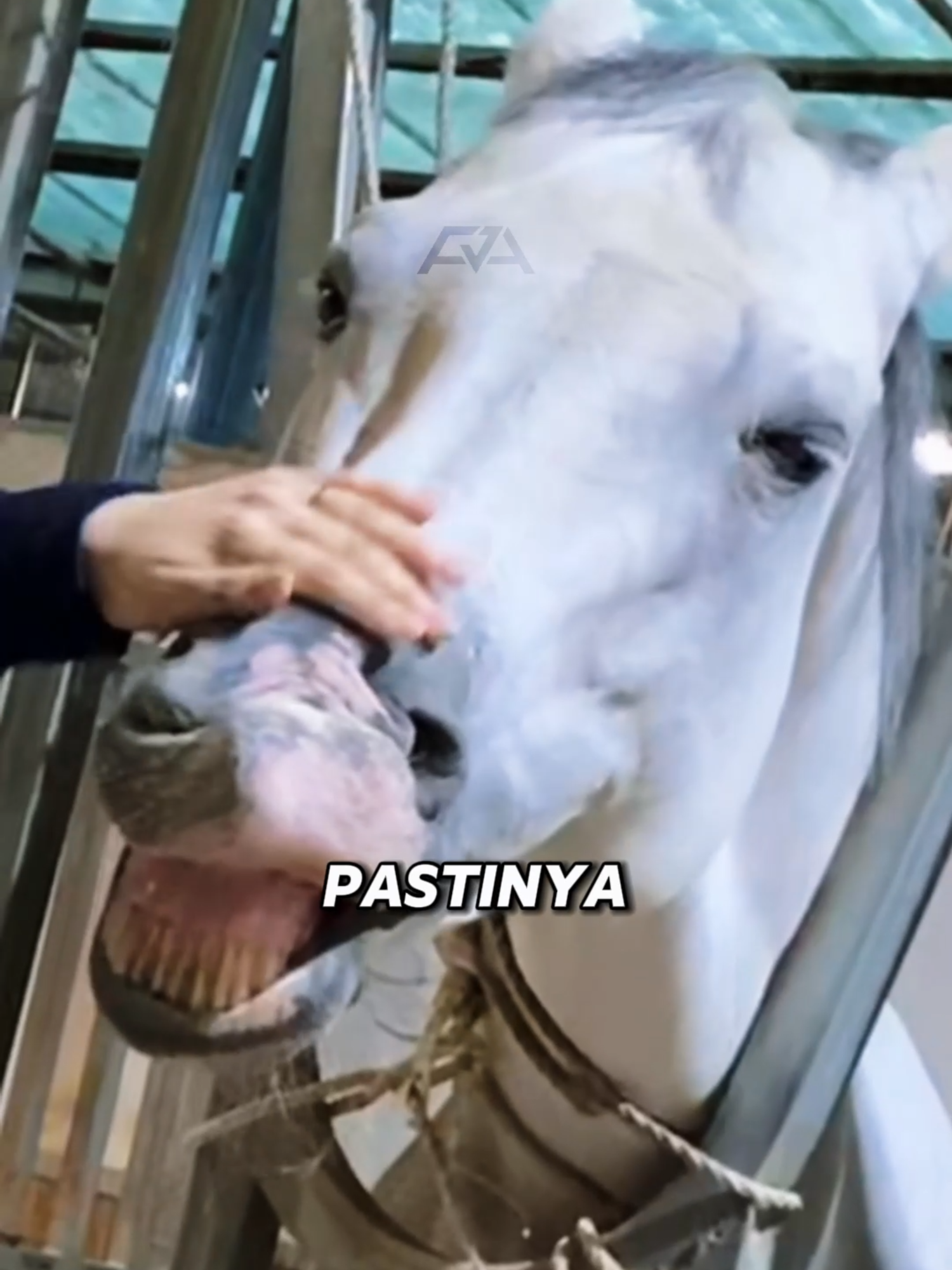 Kenapa Kuda Rontok Bulu Banyak Banget? #FaktaHewan #Kuda #HorseFacts #AnimalLovers #KudaUnik #HewanLucu #HorseCare #KudaCantik