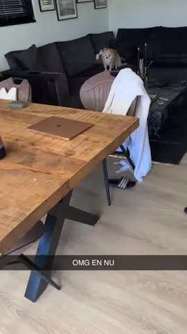 De kat heet Klaas 