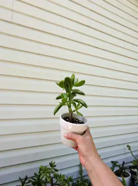Mi arbol de jade no crece. 