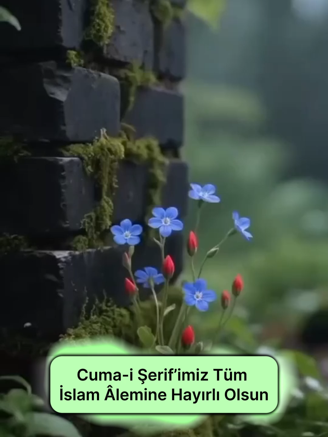 Hayırlı Cumalar Cuma Mesajı #cuma #cumamesajları #cumavideoları #cumanızmübarekolsun #hayırlıcumalar