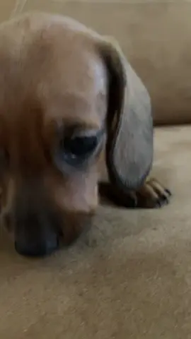 Aquí el top n1 de Torreón Coahuila paratiiiiiiiiii #paratiiiiiiiiiiiiiiiiiiiiiiiiiiiiiii #perrosalchicha #dachshund @TikTok 