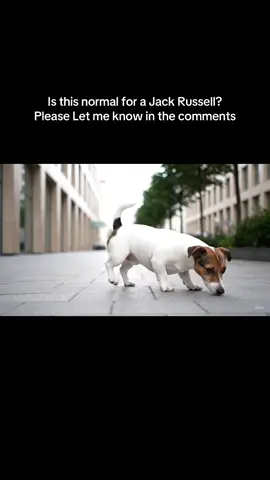 Some times Jack Russells are very Strange. Even more of they are AI Generated Jack Russells :P Let me know is is normal for Jack Russells to Play Guitar? #jackrussell #dogsoftiktok #aigenerated #jackrussellhumour #guitar