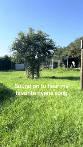 Did you know hyena’s whoops can be heard from several miles away? In the background, you will also hear our lion starting up her roar in response.  #hyena #naturecalls #zookeeper #zoolife #singing 