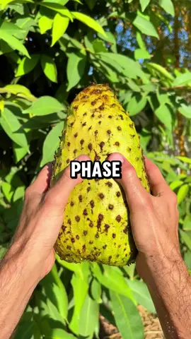 Only 1 % know this fruit #health 