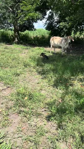La pura kinderzisa🤠🐂