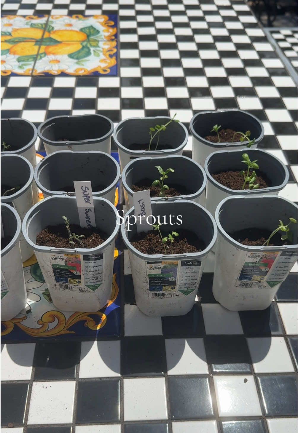 Transplant day 