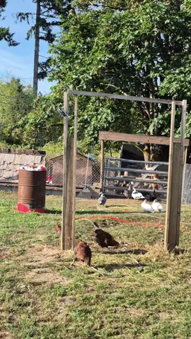 hes just a Boy, in his Pajamas, with his flock of Chickens 💕🐓 • • • #farmtok #farmcore #fyp #chickensoftiktok #homestead 