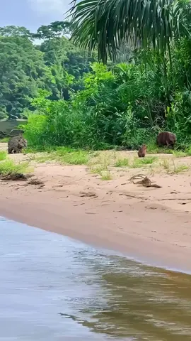 The jaguar captured a large capybara with lightning speed #wildlife #animals#wildli #lion 