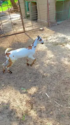 #azeem goat farm #traindingvedio #taidigoat #chinyoti #hirnigoat 