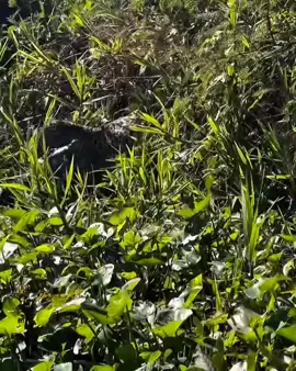 #wildifeanimals #AnimalLife #wildife 