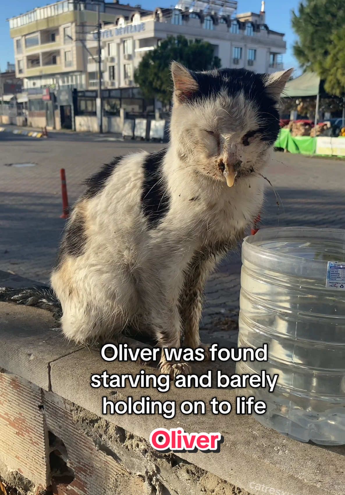 Oliver was found starving, fragile and barely alive, a tiny angel too weak to eat and fighting for every breath. With endless care, treatments and love he held on, never giving up, and slowly he transformed. Just three months later he doubled his weight and blossomed into a healthy, happy boy. Today he is safe, warm and endlessly loved, never knowing hunger or fear again. His new brother Oreo is always by his side, and together they fill their home with joy. From a broken soul on the streets to a cherished angel, Oliver finally has the life he was meant to live! 