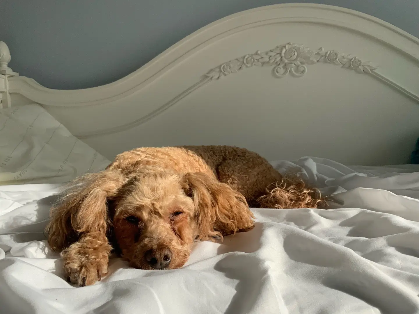 Love you dearest  #dog #dogsoftiktok #doggy #puppytiktok #puppy