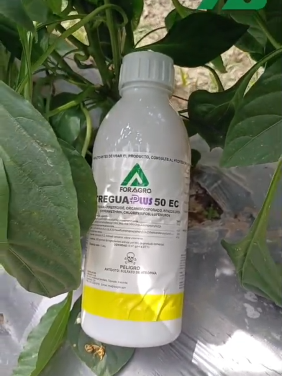 🚨 ¿Plagas atacando tu cultivo? ¡Es momento de sacar el refuerzo pesado! 🐛💣 TREGUA PLUS 50 EC llega con acción inmediata y persistente que SÍ se nota. 🌿🔥 ✅ Paraliza, elimina e interrumpe su ciclo ✅ Potente efecto traslaminar: protege desde el interior hasta por 2-3 semanas ✅ ¡Menos re-aplicaciones, más tranquilidad! 🌽 Ideal para maíz, sorgo y arroz 🧪 Dosis recomendada: 12.5 a 16 cc por bomba de 16 L TREGUA PLUS siempre cumple 💪 Porque un cultivo sano, ¡empieza por un buen manejo foliar! #TreguaPlus #ControlDePlagas #CultivoDeMaíz #FORAGRO #Sorgo #Arroz