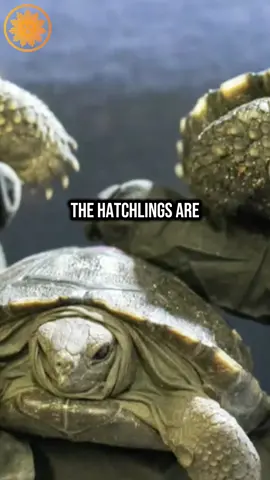 For the second time in its history, the Philadelphia Zoo has welcomed new baby tortoises. Nine hatchlings, critically endangered Western Santa Cruz Galapagos tortoises, were born to parents Mommy and Abrazzo, the zoo’s oldest residents, estimated to be nearly 100 years old. #philadelphia #zoo #tortoise 