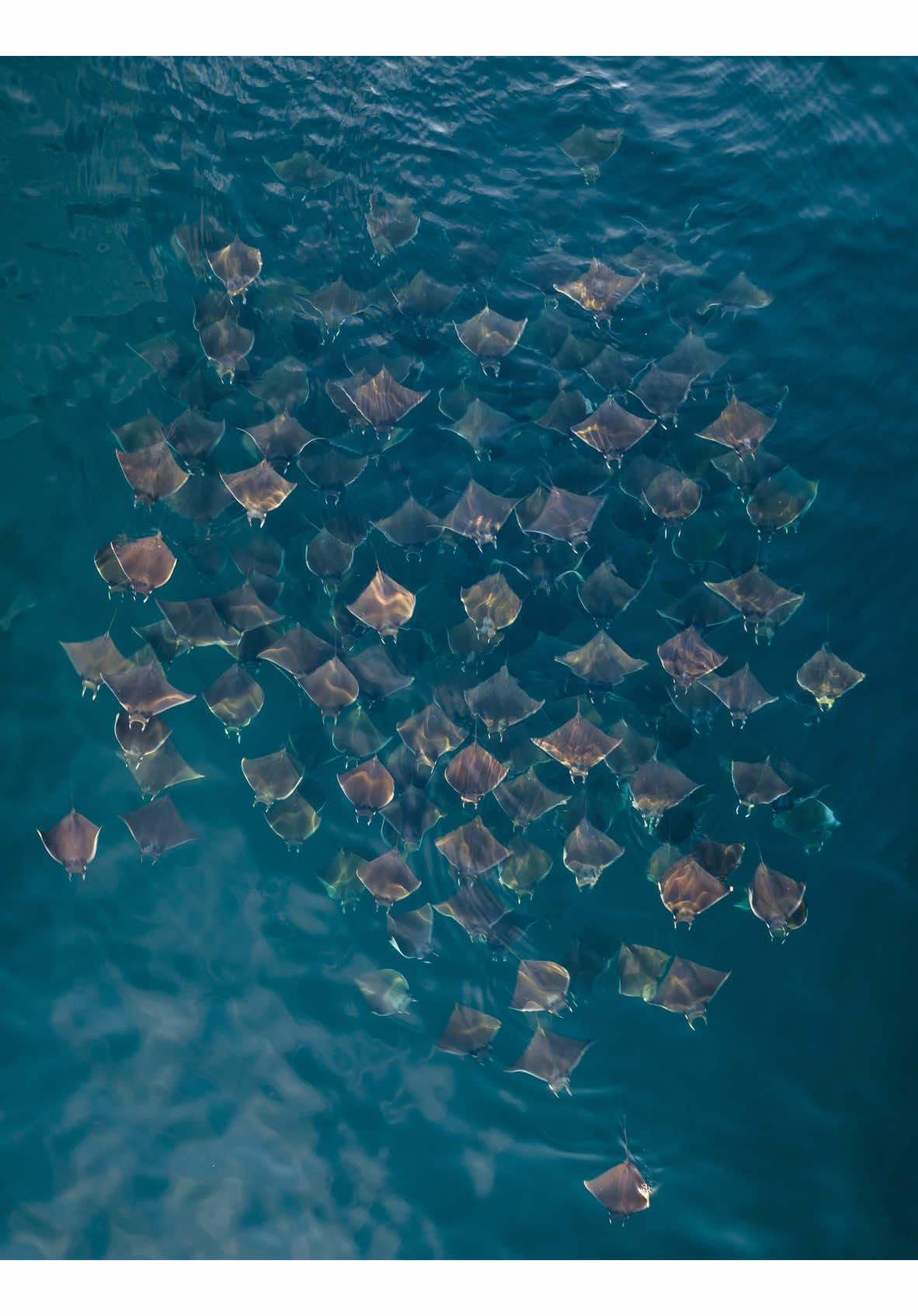 Mobula Madness.  Cant get over how cool it is that they jump out of the water and fly. #mobularays #freediving #mexico 