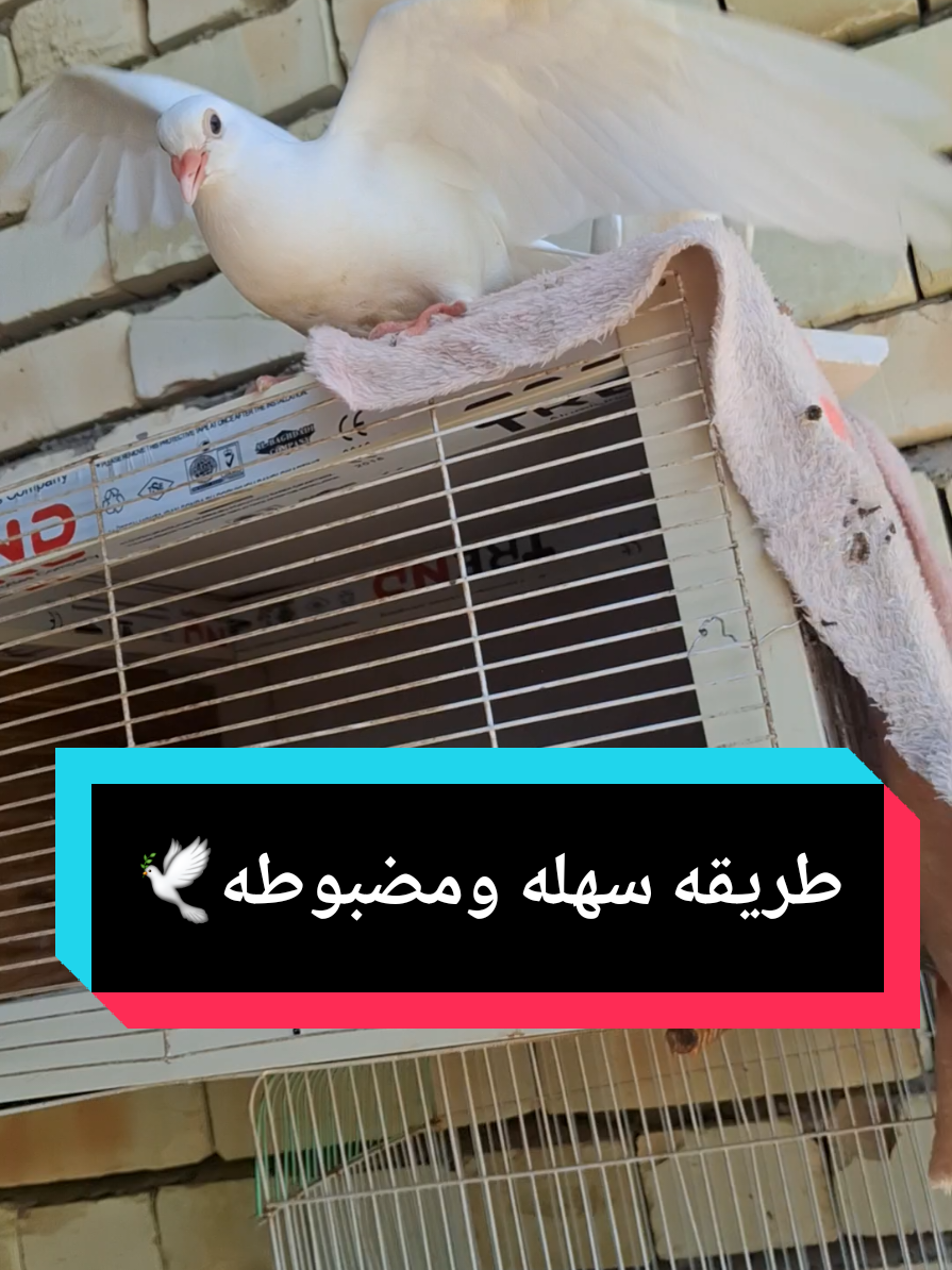 اذكرني بتعليق حلو من ايدك الحلوه🤍🫶🏻وشتحتاجون اني خادم الكم العزاز الطيبين💜🫡#رحيم_الدراجي_طيور_اليفه #رحيم_الدراجي🕊 #كيف_ادرب_طير_اليف #من_هوه_اقوه_مدرب_طيور_اليفه #الشعب_الصيني_ماله_حل😂😂 