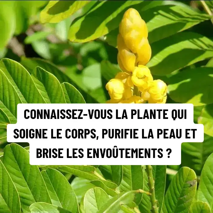 CONNAISSEZ-VOUS LA PLANTE QUI SOIGNE LE CORPS, PURIFIE LA PEAU ET BRISE LES ENVOÛTEMENTS ?             🍀 Le Dartier (ou Senna Alata) est un trésor naturel aux mille vertus…        Voici comment l’utiliser pour transformer votre vie ✨👇 1️⃣ Constipation, ballonnements, hémorroïdes Mélangez la poudre de ses fruits dans de l’eau tiède ou du café. Buvez chaque jour pendant une semaine. 2️⃣ Problèmes de peau (boutons, dartres, teigne, gale…) Mélangez la poudre de ses feuilles à du savon noir et utilisez-la pour votre toilette quotidienne. 3️⃣ Teint abîmé par les produits éclaircissants Mélangez la poudre de ses feuilles avec du beurre de karité et appliquez matin et soir. Vous pouvez aussi utiliser le savon préparé avec cette poudre. 4️⃣ Désen.voûtement Faites bouillir les feuilles, ajoutez du lait frais de vache au liquide obtenu et lavez-vous 7 fois le même jour. ✨ Que la bénédiction vous accompagne 🤲🏽 💬 Et vous, connaissez-vous déjà cette plante ?  Dites-nous en commentaire laquelle de ses vertus vous attire le plus 👇 Maman Daouda 