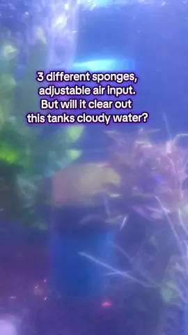 We think it did a swell job. #aquarium #filter