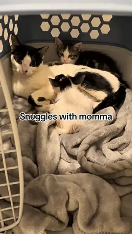 Three sleepless nights, but worth every second. Momma and her two babies are finally safe. 🐾 They had such a tough start, and now it’s our turn to give them the world. If you can’t donate, please stay, like, share, and push all the buttons so TikTok can help us raise enough for their vet care. Every little bit of love helps these babies get everything they deserve. ❤️🐱 #RescueCats #KittenRescue #CatTok #AnimalRescue #FosterKittens #HelpAnimals #TikTokMadeMeDoIt #CatLovers #RescueStory #SaveTheKittens