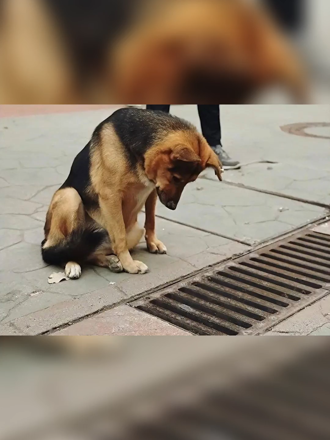 Perroparte1B-Parte 1: Este perro miraba en esta alcatarilla todos los dias #viralvideoシ #usa #viralchallenge #facebookviral