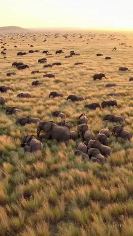 Beautiful drone view of elephants 