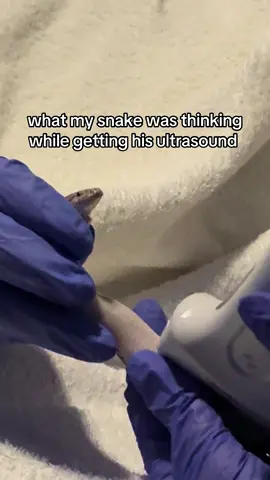 probably his internal monologue #vetmed #exoticpets #snake #veterinarymedicine #ultrasound 