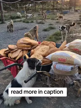 WE DIDN'T RECEIVE ENOUGH DONATIONS Every single day, we show up and commit to love, to care, to giving every rescued soul the life they deserve. It costs us $575 every single day just to feed the dogs. That's  $17,250 per month! A heavy burden we cannot carry alone. We don't have big sponsors. We have you, the ones who believe, who care, who give. If you ever loved a dog.... If you believe no soul should go to sleep hungry... Please donate . Our link is in bio to help thank you