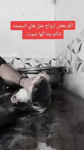 #اسماك_زينة #الانبار #اكسبلور 