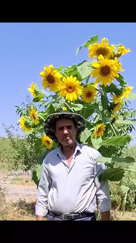 ##garden #gardening #farmlife #farm #farming #tree #tiktok #shortvideos #planting #sunflower 