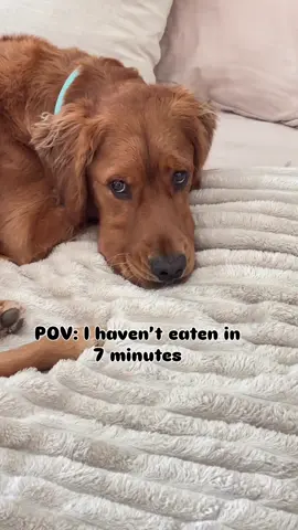 Call 911… this golden is starving 😭🍗 #puppyeyes #dogs #funnydogs #alwayshungry #goldenretrievers #relatable 