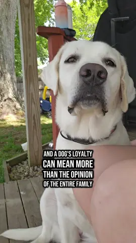 Maybe this is why I like dogs more than most ppl 💗 #englishlab #labsoftiktok #labrador #labradorretriever #dogsoftiktok 