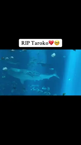 This breaks my heart 💔🥺🐋. @Georgia Aquarium  RIP TAROKO.  Swim free out in the vast ocean waves.  #whaleshark #rip #ocean 