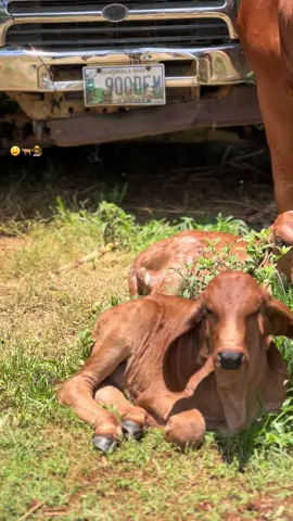 #brahmanpuro#redbrahman#cebu#🤠❤️ #bull naturaleza todo el esfuerzo de mi pa ❤️