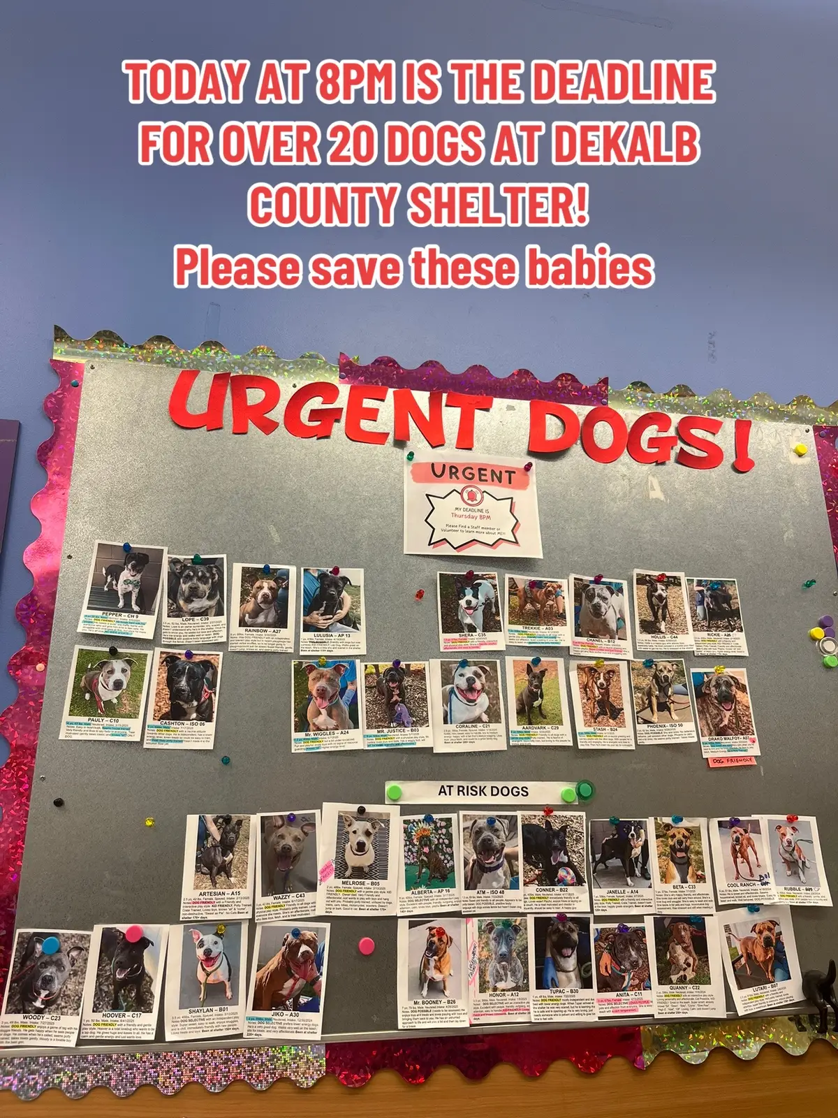 #dogshelter #dekalbcounty #atlanta #dog #killshelter 