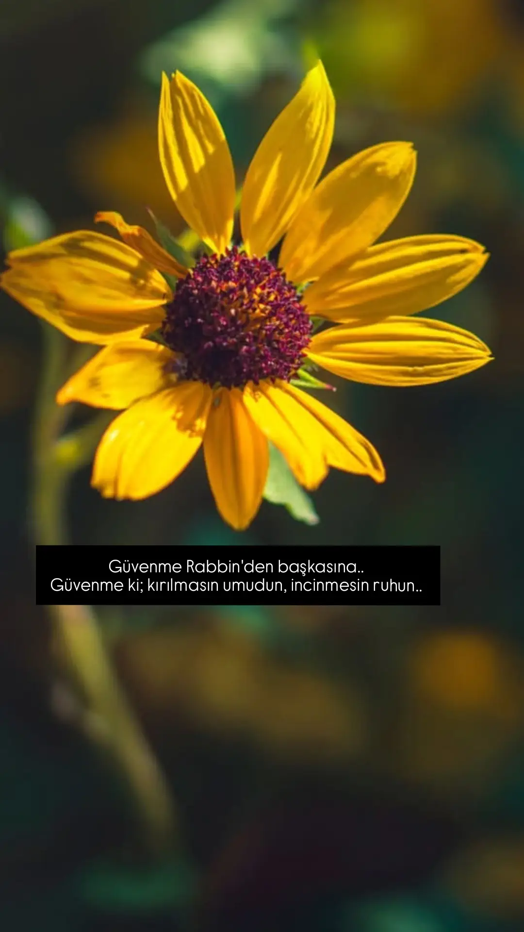 🥀