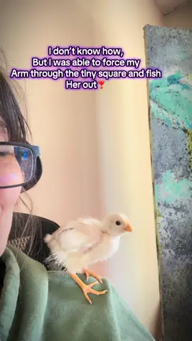 #chicken #farmlife 🫶