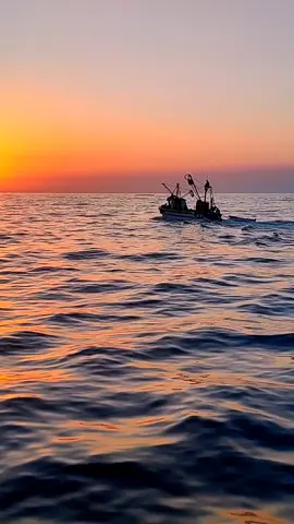 #tik_tok @🦈🐙🐬titous jijel🦞 🇮🇹🦐 