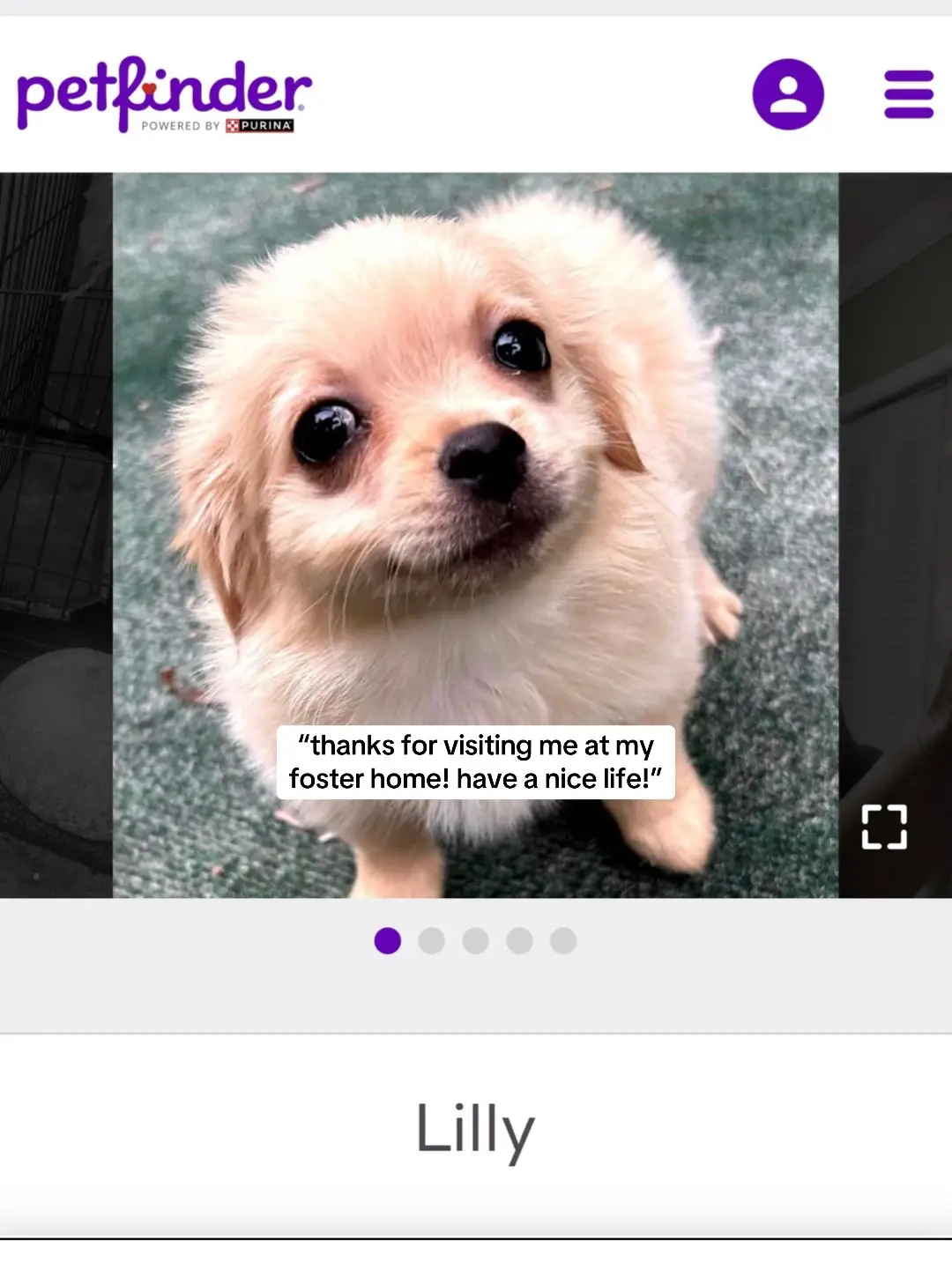 and she became the most loved little girl in the most lesbian of homes 🤍 #dogadoption #rescuedog #wlw #wlwcouple #lesbiancouple 