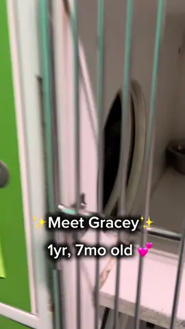 Poor Gracey 💔 She’s confused and scared after losing her owner, but she’s not aggressive — just unsure in this unfamiliar place. With patience and love, she’ll come out of her shell and show her sweet side. 🐾 Will you give her that chance? #adoptindy #sheltercat #catsoftiktok #adoptdontshop #indycat 