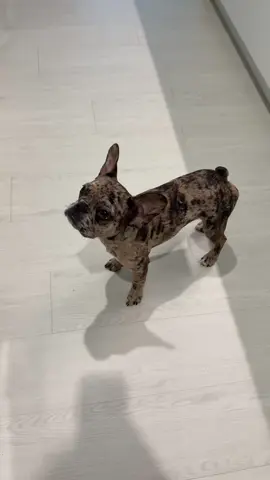 my new baby Mocha 🥺🥺🥺🥺🥺🥺 #dog #dogtok #frenchbulldog #frenchie 
