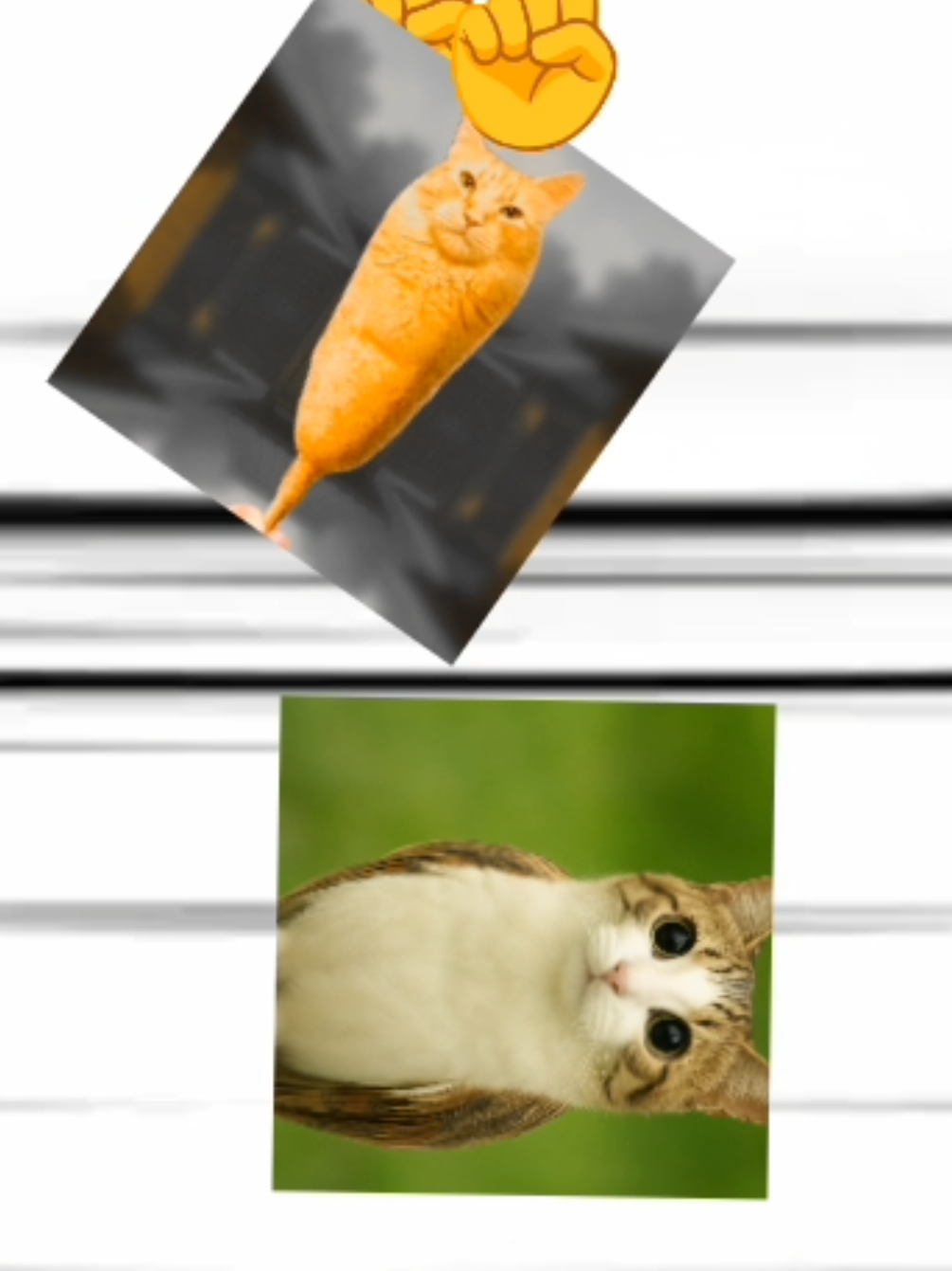 corndogcat always better #meme #brainrot #fight #corndogcat #meowl