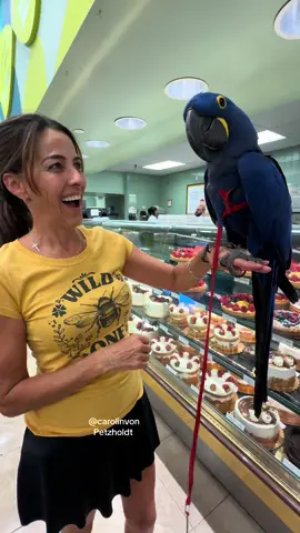 Funny gitty lady, can’t get enough of my hyacinth Macaw LOVE IN THE Bakery. #hyacinthmacaw #macaw #cute #pets #birds 