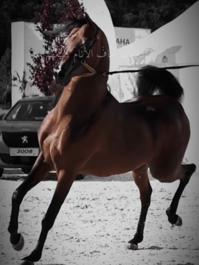 #CapCut اذا سطا خاف الانام جميعهم#عشق_الخيل_ادمان 