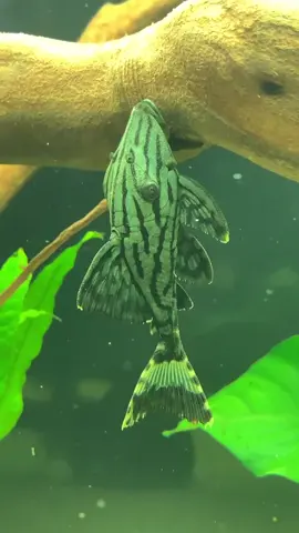 Номерной сом L191 #aquarium#fish#аквариум#аквариумныерыбки#аквариумистика