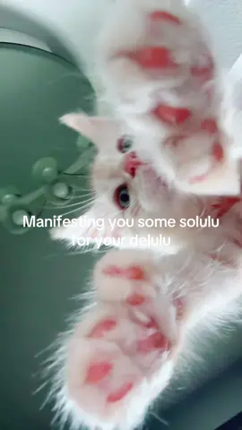 Sprinkling his magical powers to all  who needs it #orangecat #manifesting #solulu #delulu #caturdayvibes 