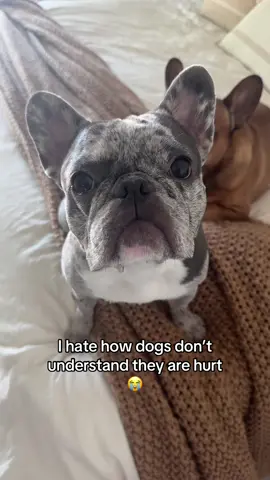 Like PLEASE just lay down 😭 #frenchie #frenchbulldog #frenchbulldogpuppy #ivdd #frenchbulldogs 